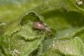 Malvapion malvae